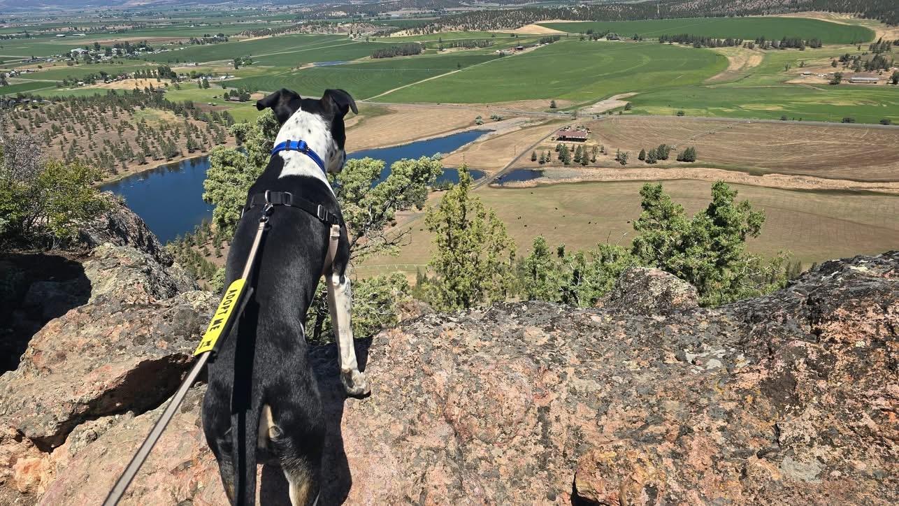 Thomas, a ADOPTABLE Mixed Breed in Prineville, OR image 4/5
