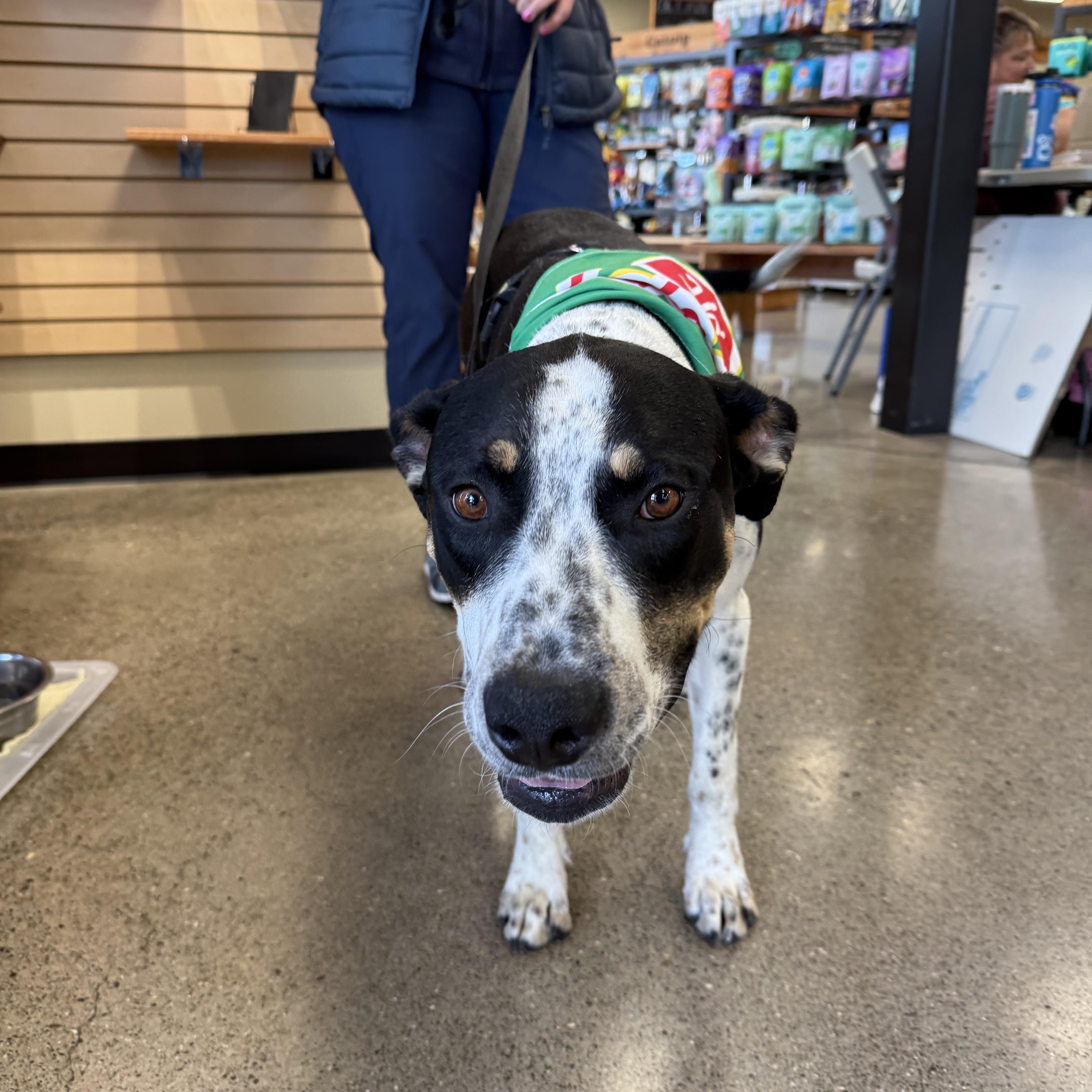 Thomas, ADOPTABLE, Adult Male Mixed Breed.