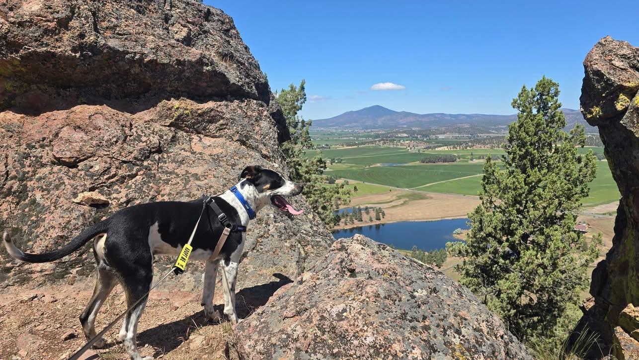 Thomas, a ADOPTABLE Mixed Breed in Prineville, OR image 3/5