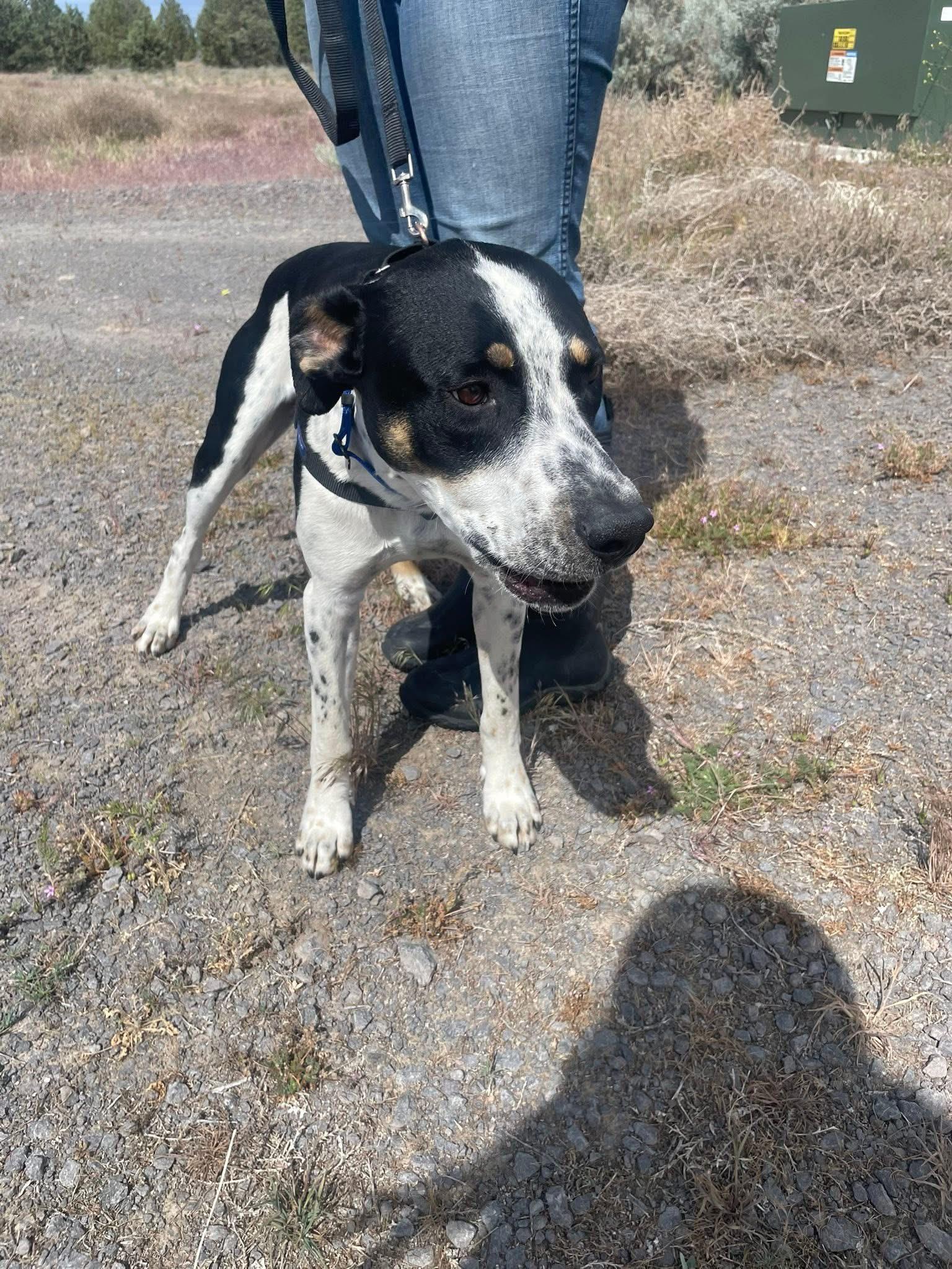 Thomas, a ADOPTABLE Mixed Breed in Prineville, OR image 5/5