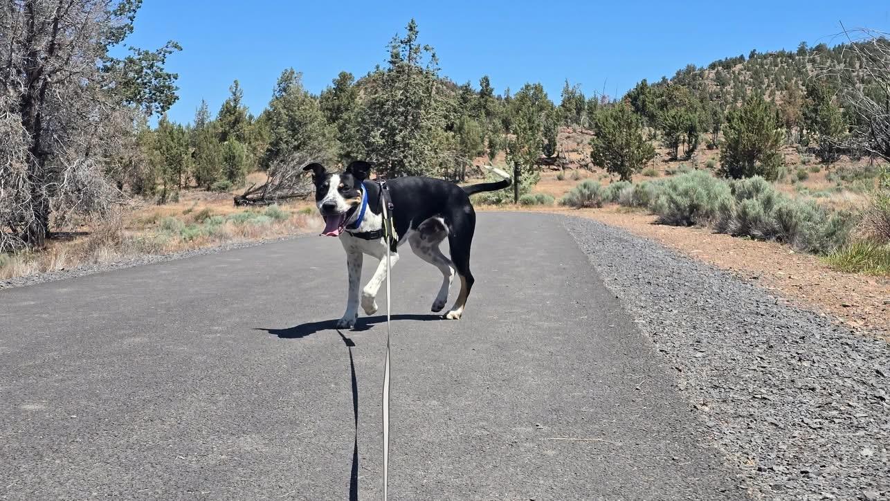 Thomas, a ADOPTABLE Mixed Breed in Prineville, OR image 2/5
