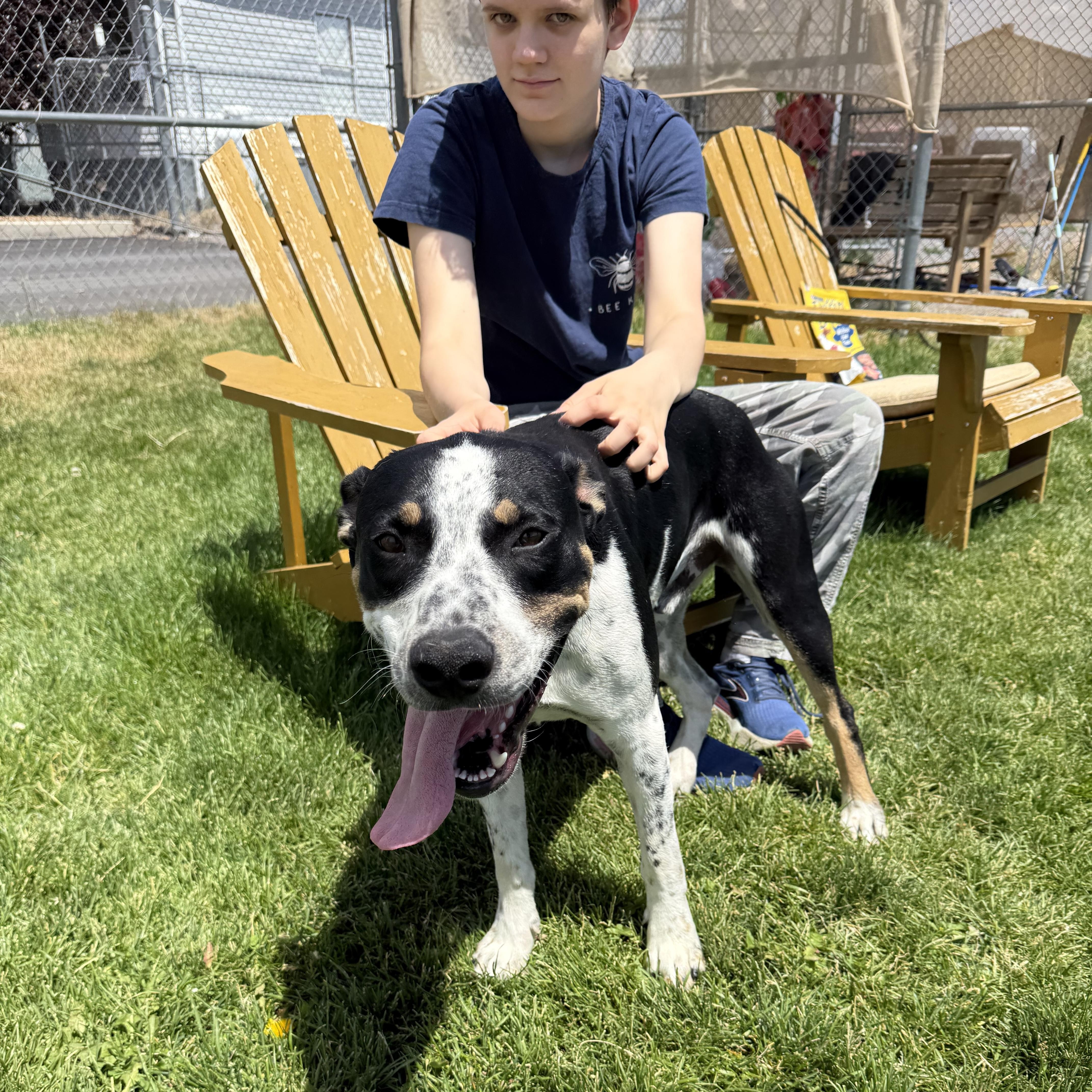 Enlarge Thomas, a ADOPTABLE Mixed Breed in Prineville, OR image 2/6