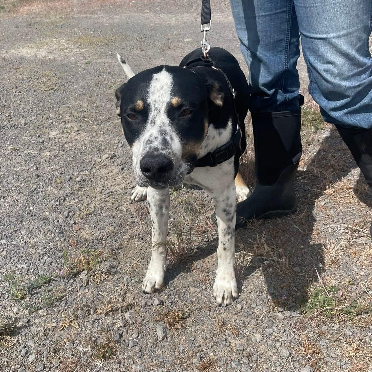 Thomas, a ADOPTABLE Mixed Breed in Prineville, OR image 1/5