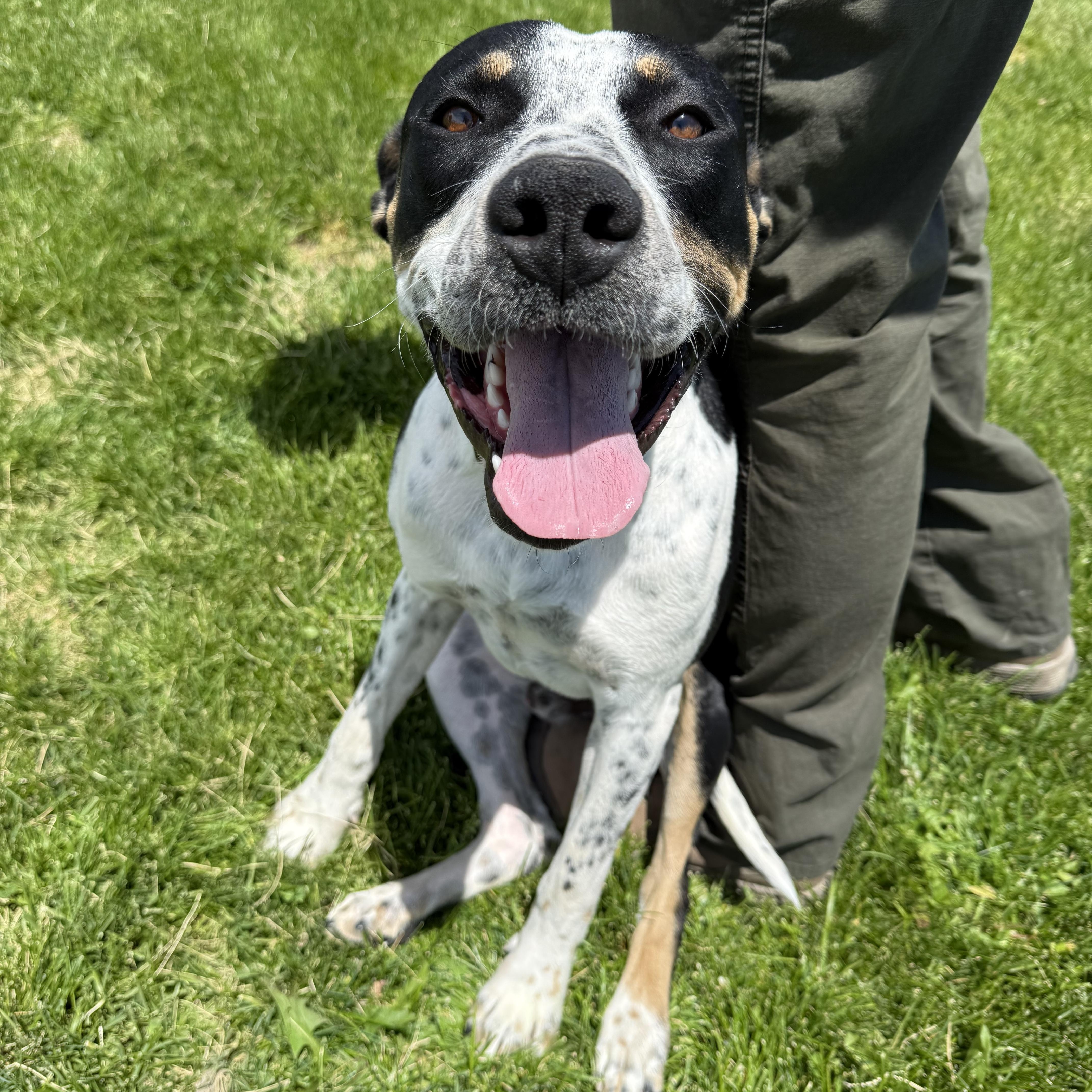 Thomas, ADOPTABLE, Adult Male Mixed Breed.