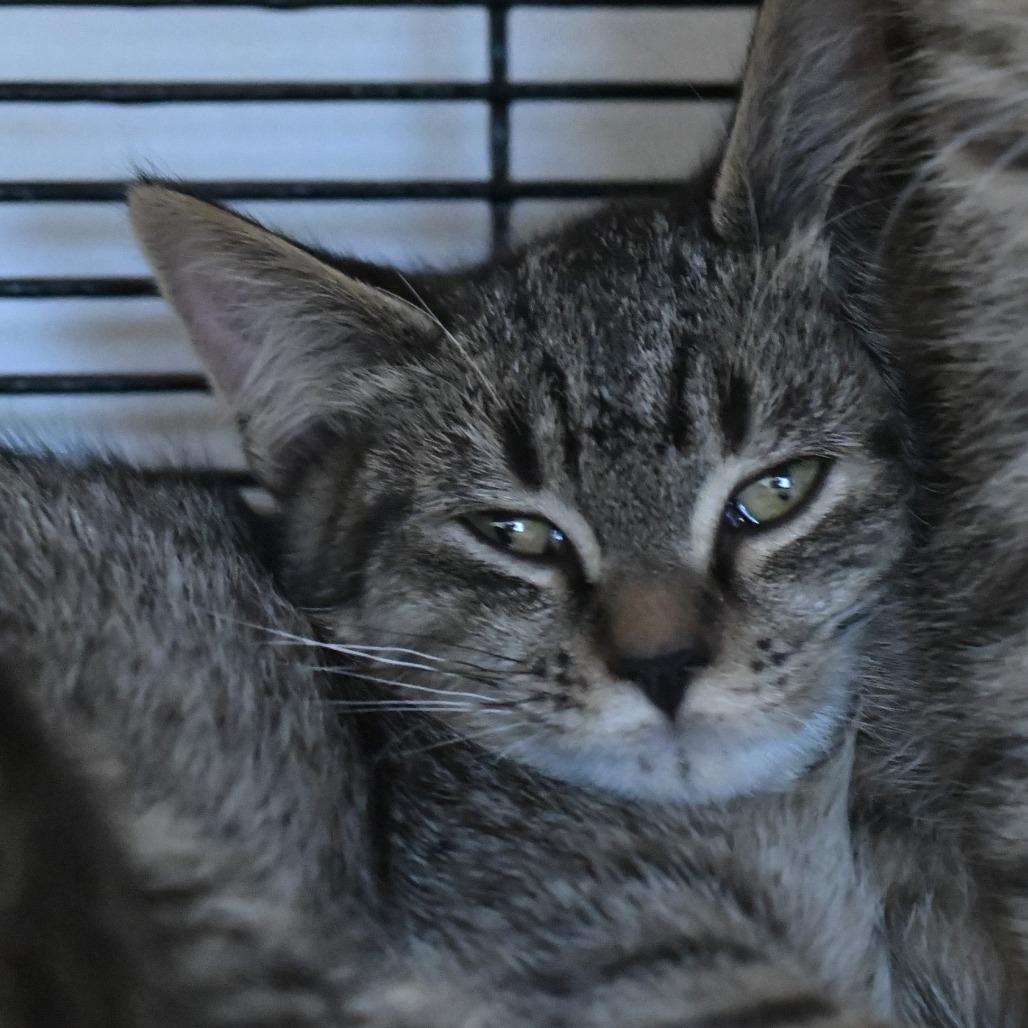 Caracal — thumbnail 2