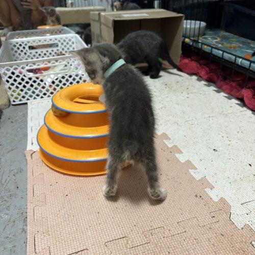 Burrito, Adoptable, Kitten Female Japanese Bobtail & Bengal.