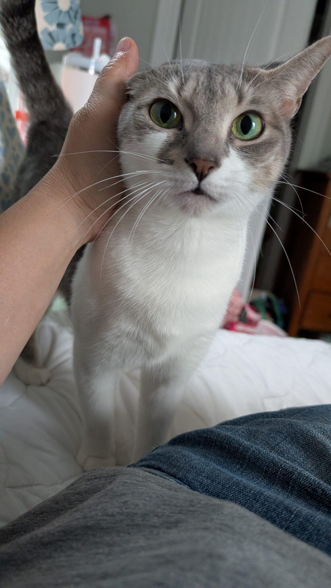 Zelda, Young Female American Shorthair