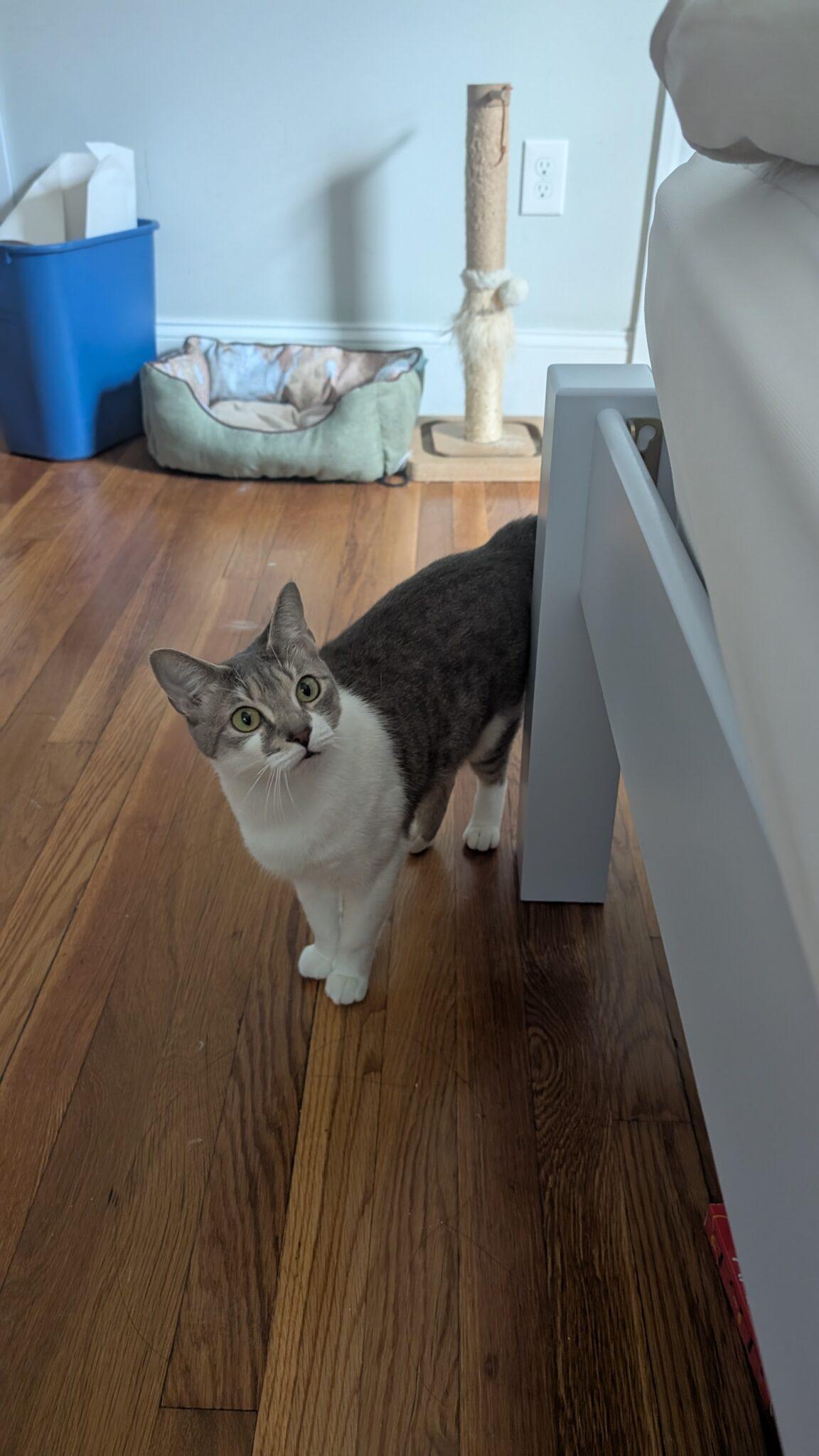 Zelda photo 2