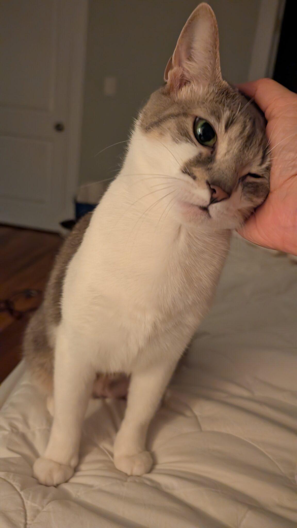 Zelda photo 3