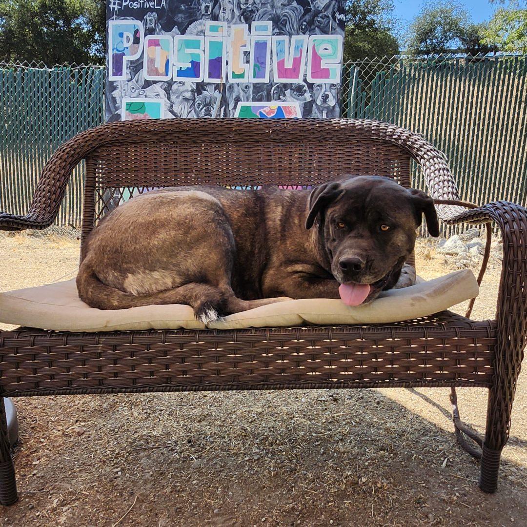 Enlarge Asa, an adopted Mastiff in Burbank, CA image 4/4