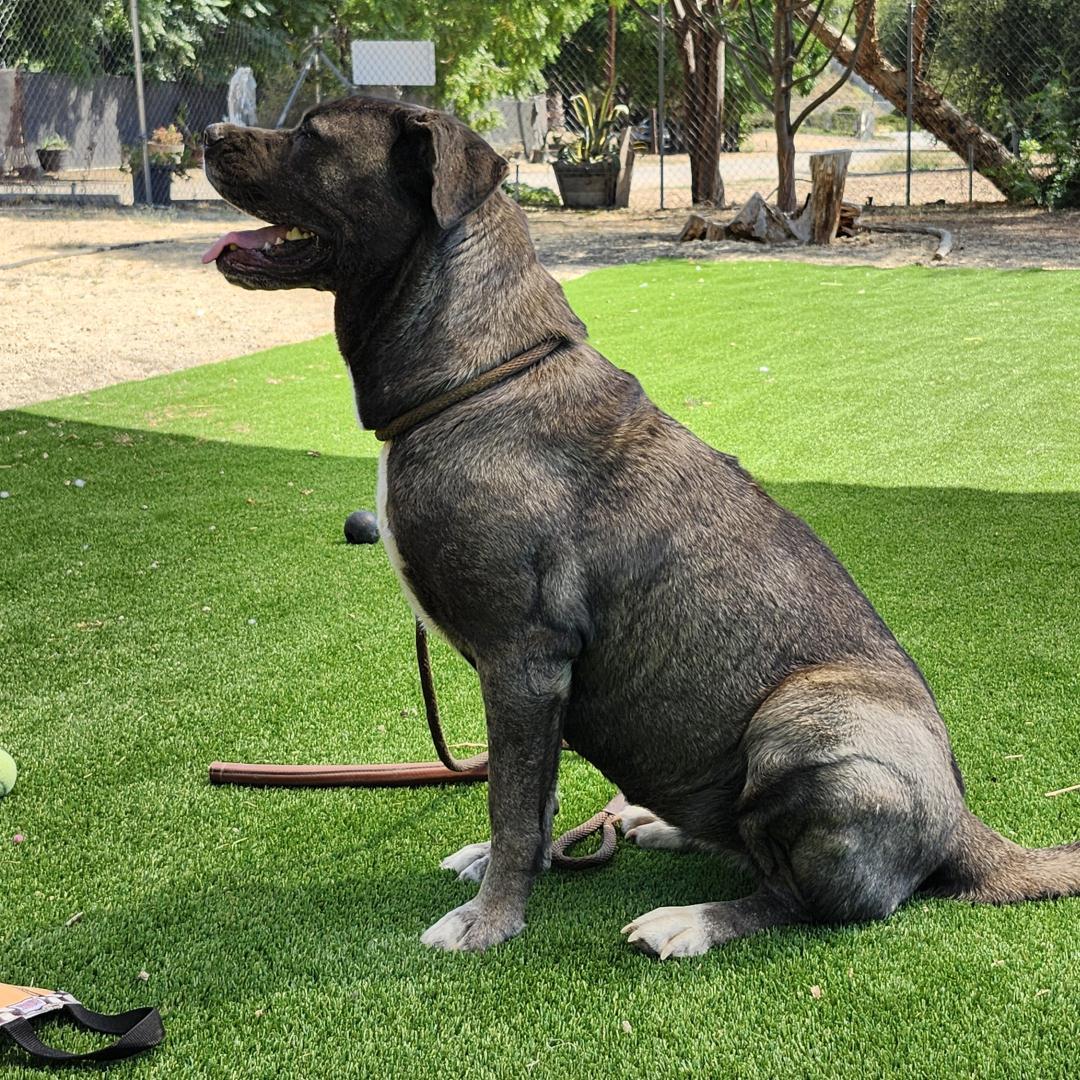 Enlarge Asa, an adopted Mastiff in Burbank, CA image 2/4