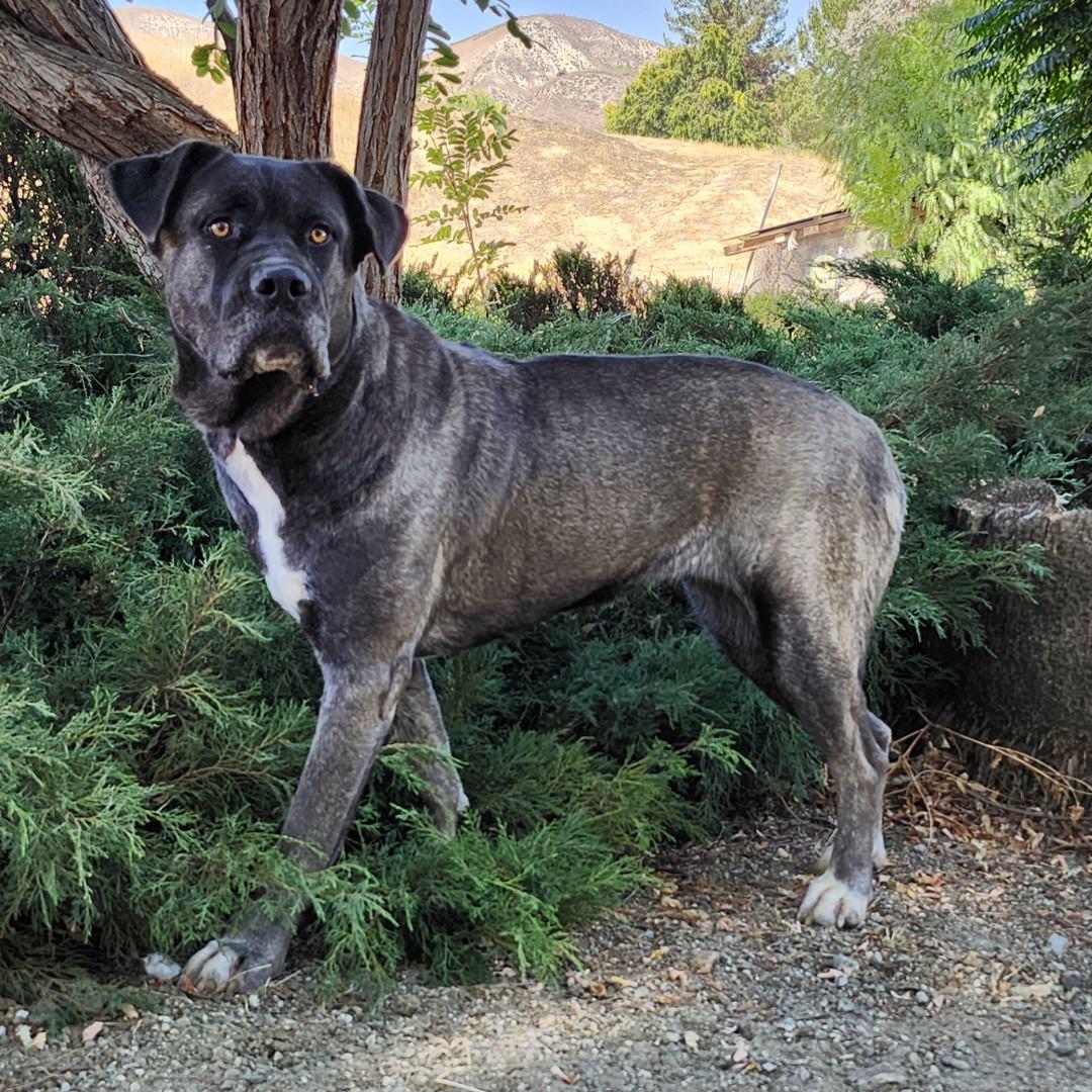 Enlarge Asa, an adopted Mastiff in Burbank, CA image 3/4