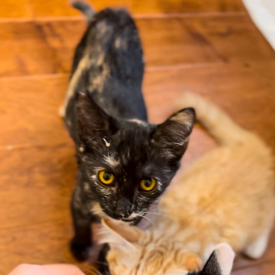 Enlarge Jessie, a Adoptable Domestic Short Hair in Aiea, HI image 1/4