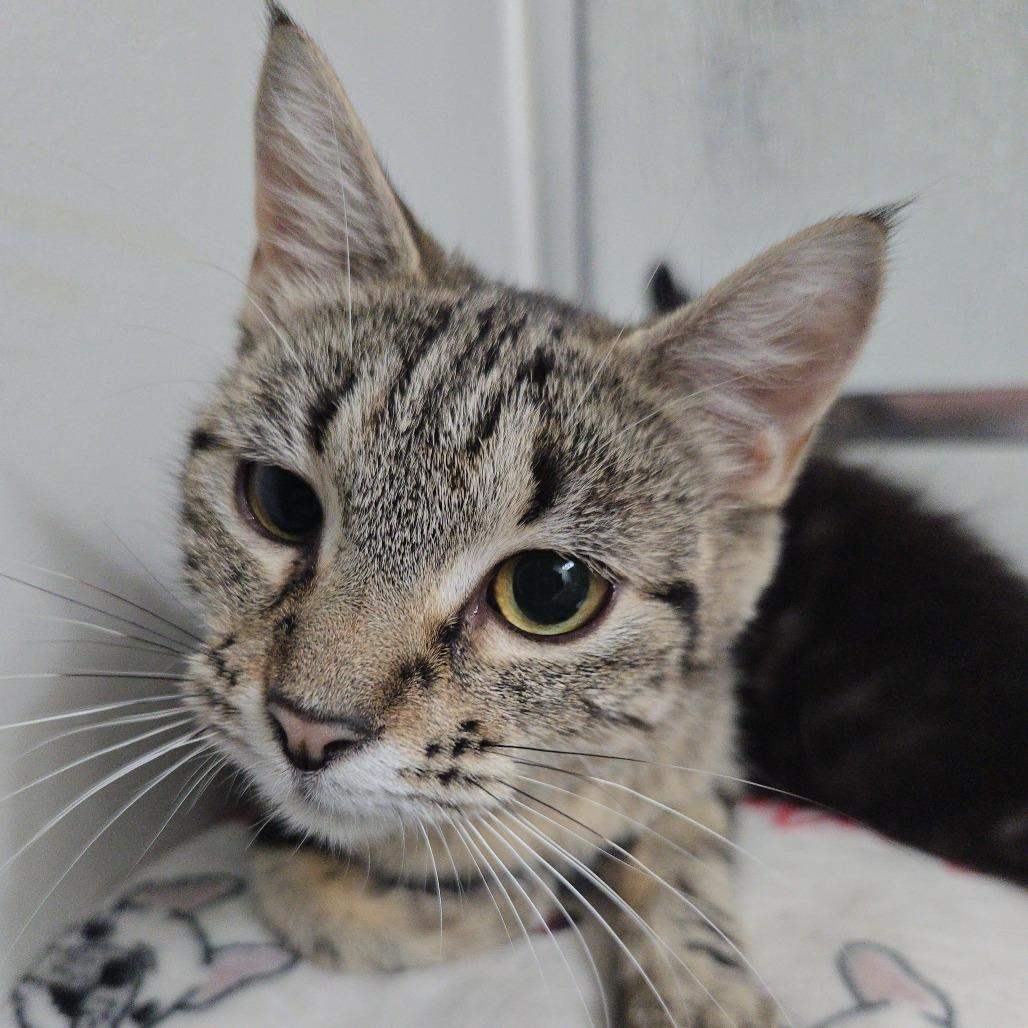 Enlarge Starla, a Adopted Domestic Short Hair in Overland Park, KS image 1/3
