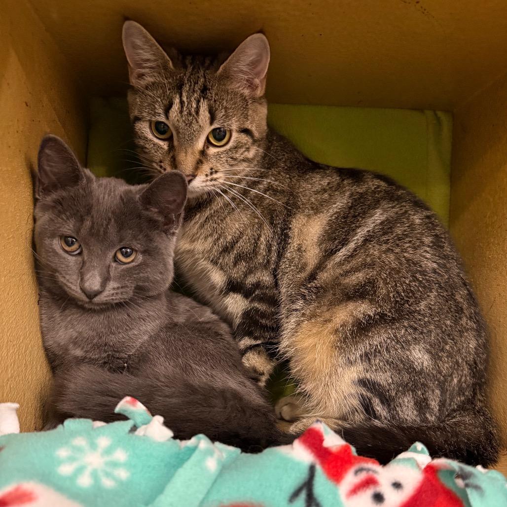 Enlarge Starla, a Adopted Domestic Short Hair in Overland Park, KS image 2/3