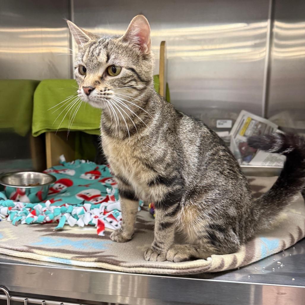 Enlarge Starla, a Adopted Domestic Short Hair in Overland Park, KS image 3/3