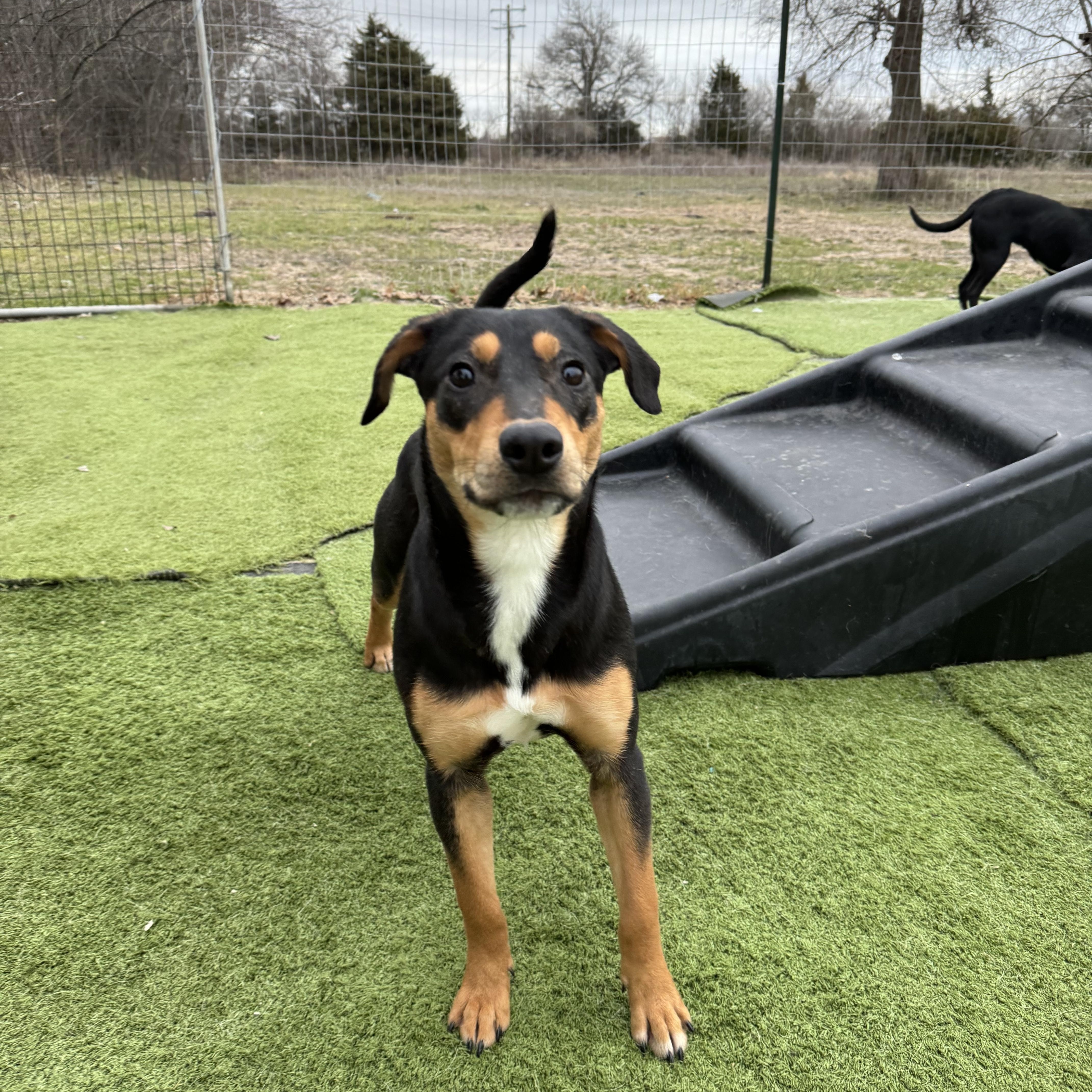 Brownie, a Adoptable mixed breed in Boise, ID image 4/6