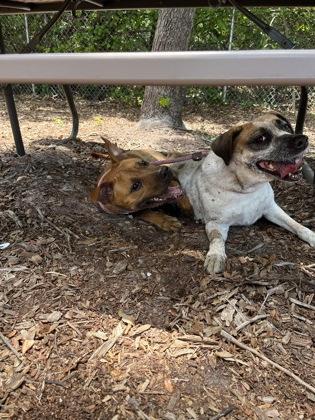 Maggie, Adoptable, Adult Female Catahoula Leopard Dog & Mixed Breed.