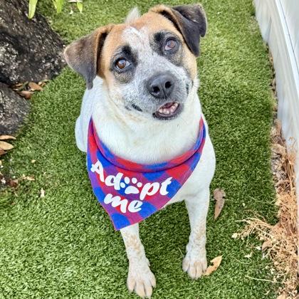 Enlarge Maggie, a Adoptable mixed breed in Largo, FL image 1/3