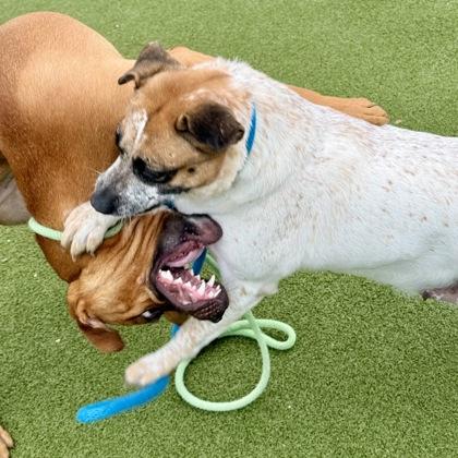 Maggie, a Adoptable mixed breed in Largo, FL image 3/3