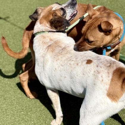 Enlarge Maggie, a Adoptable mixed breed in Largo, FL image 2/3