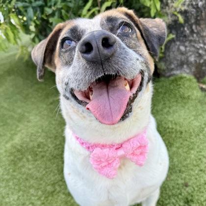 Maggie, a Adoptable mixed breed in Largo, FL image 3/3