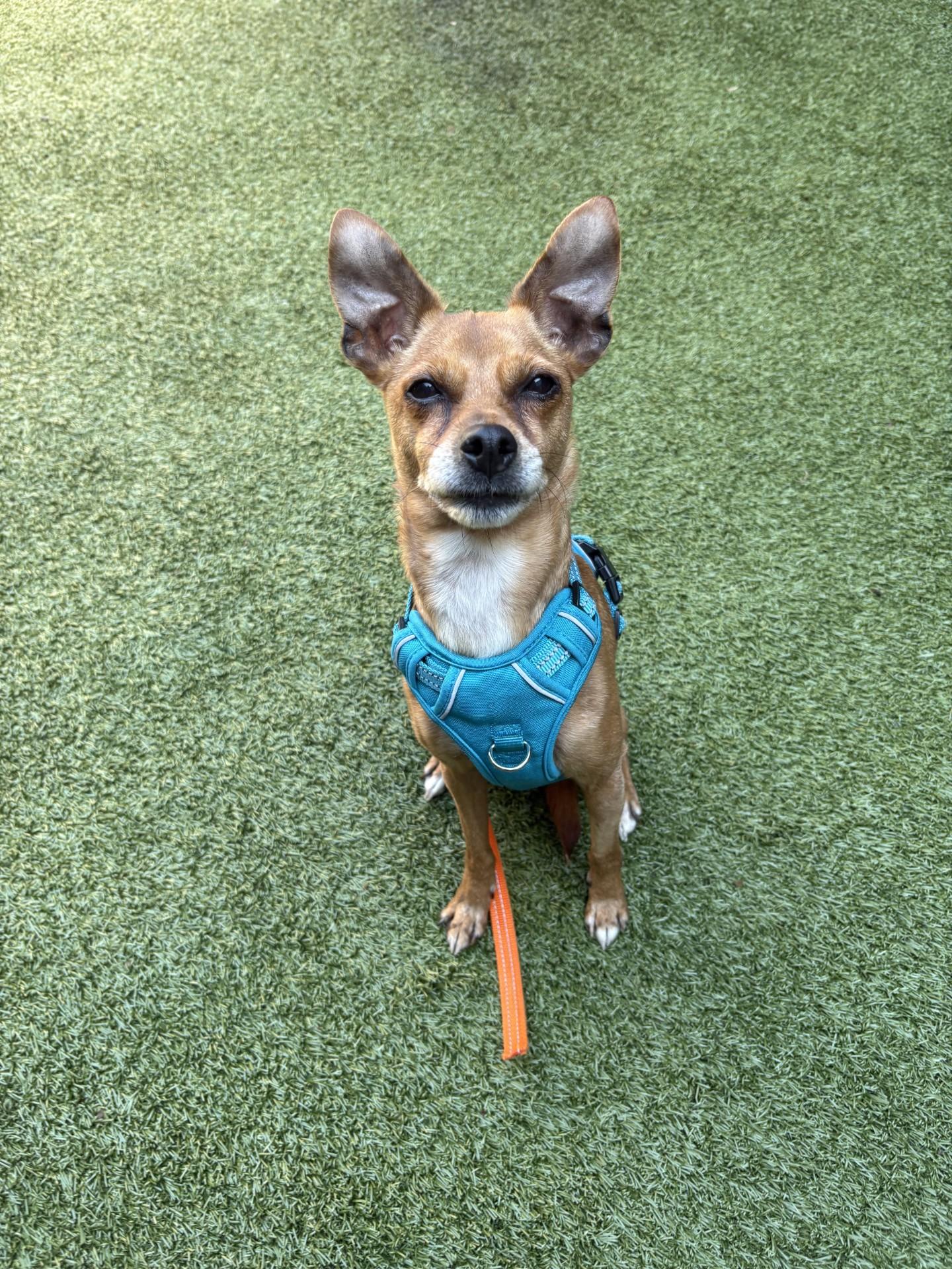 Enlarge Hazel, a ADOPTABLE Mixed Breed in Mount Juliet, TN image 1/1