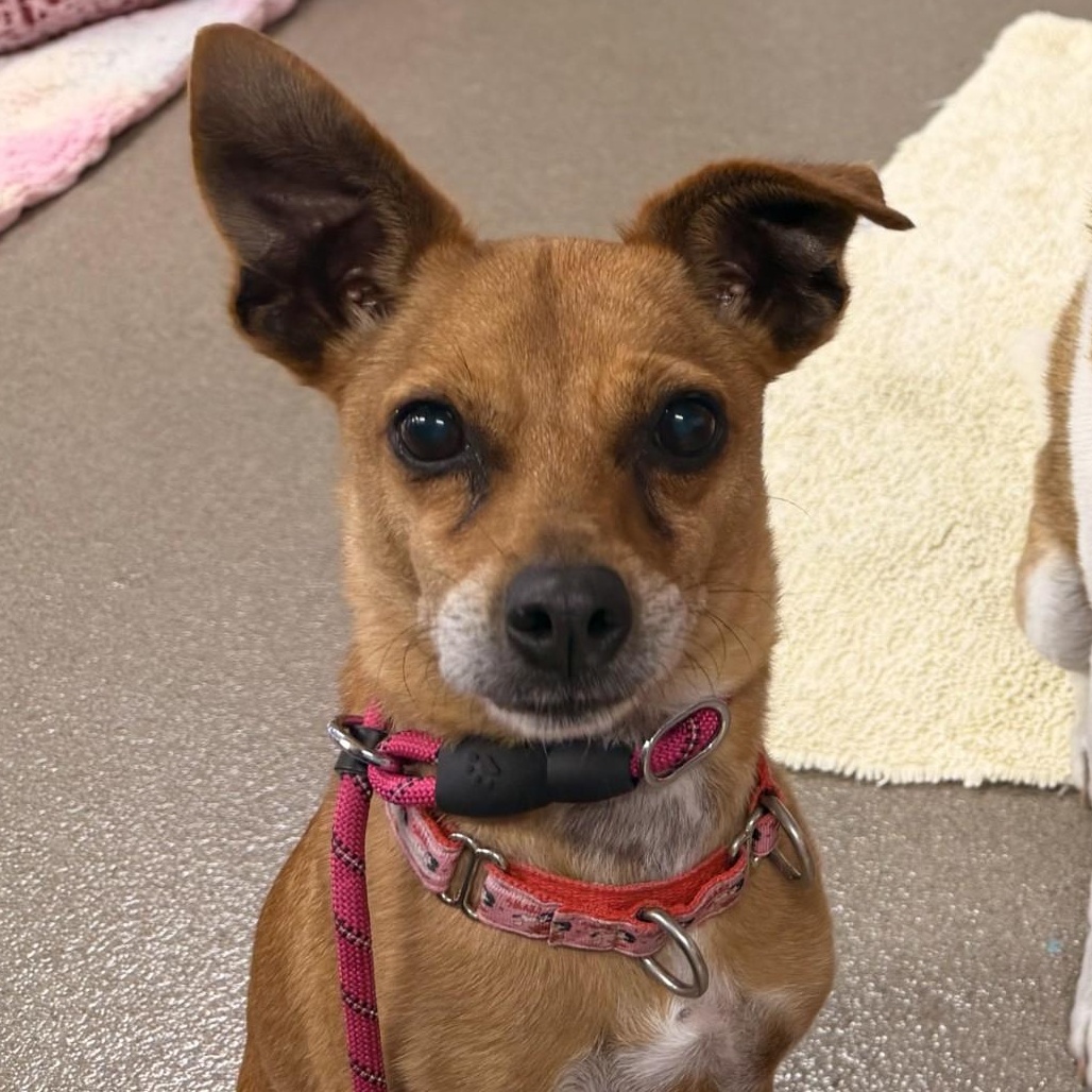 Hazel, ADOPTABLE, Adult Female Mixed Breed.