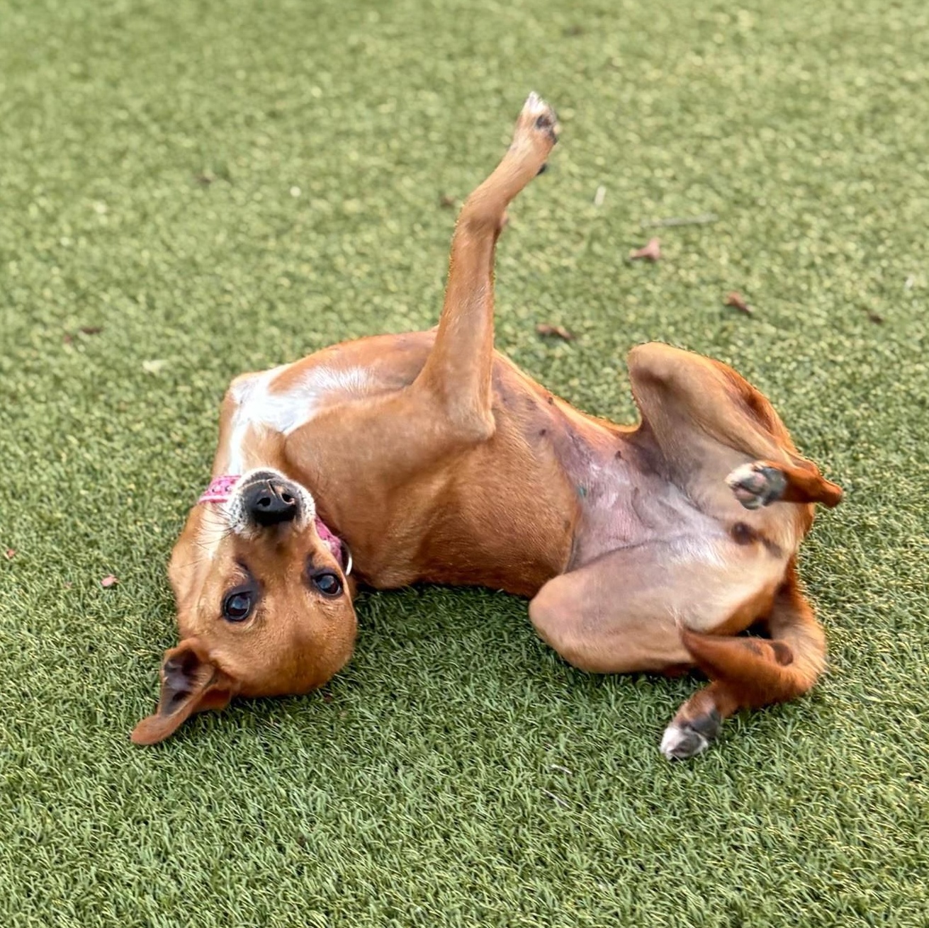Enlarge Hazel, a Adoptable Mixed Breed in Mount Juliet, TN image 3/3