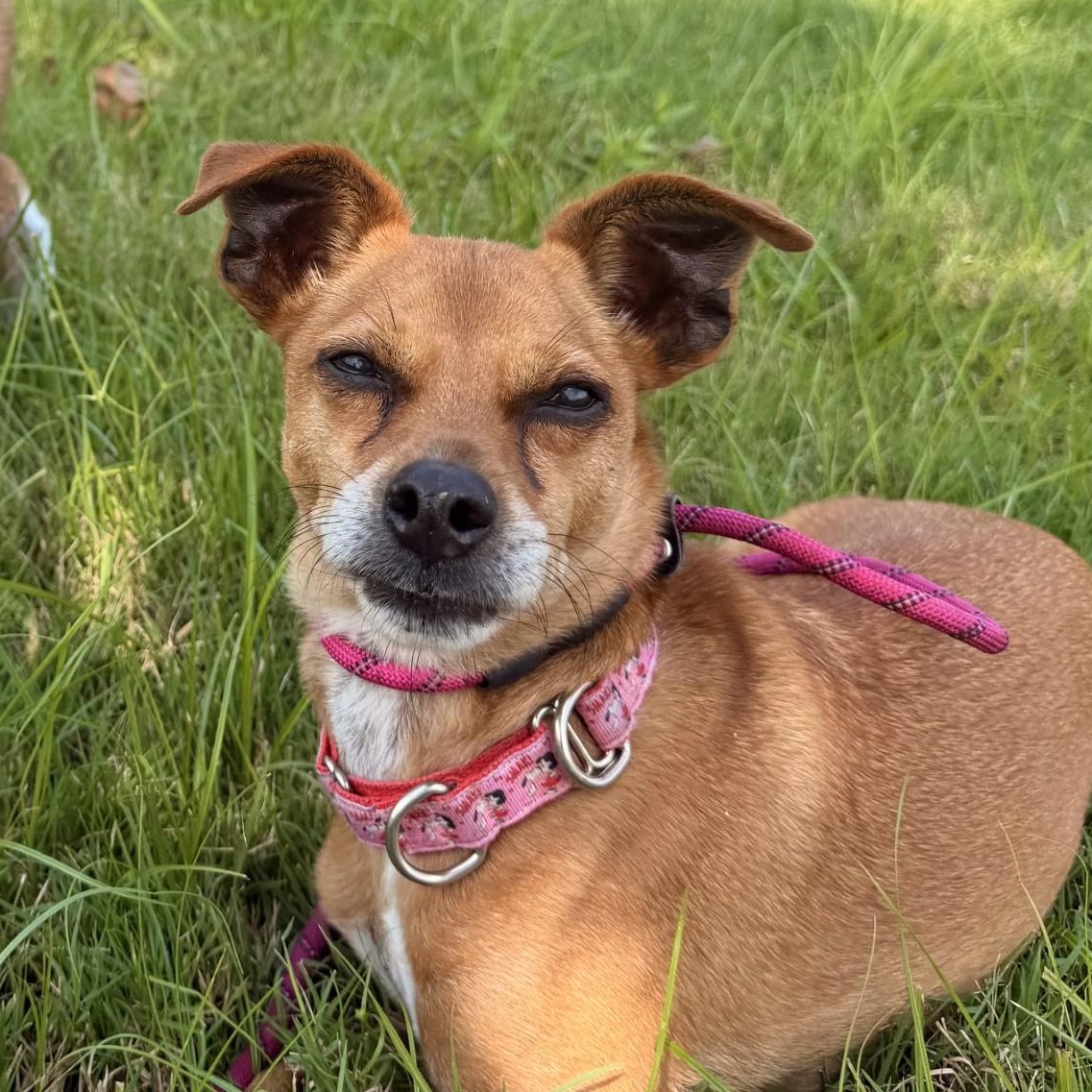 Enlarge Hazel, a Adoptable Mixed Breed in Mount Juliet, TN image 1/3