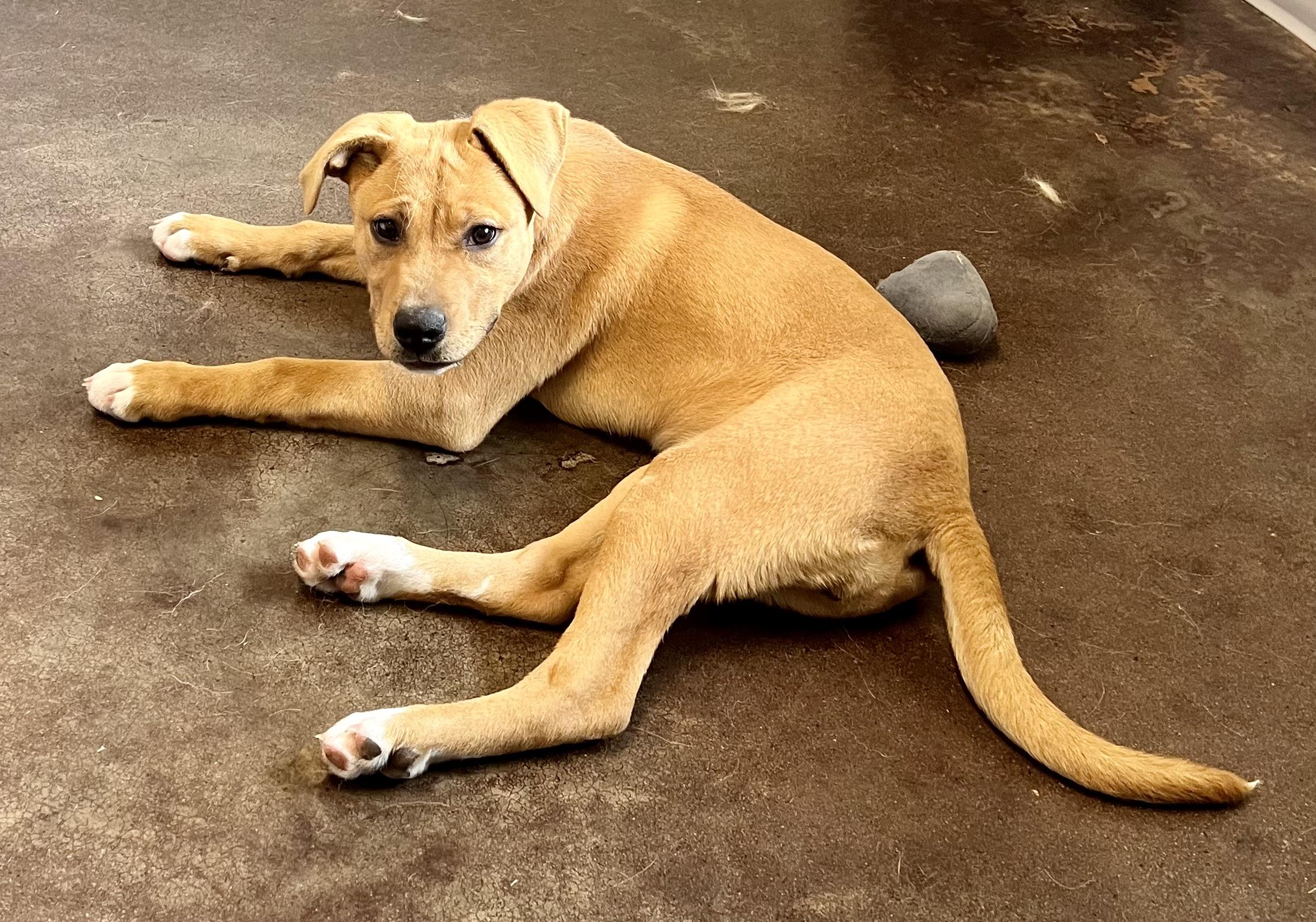 Enlarge Olga, a ADOPTABLE mixed breed in Horn Lake, MS image 3/6