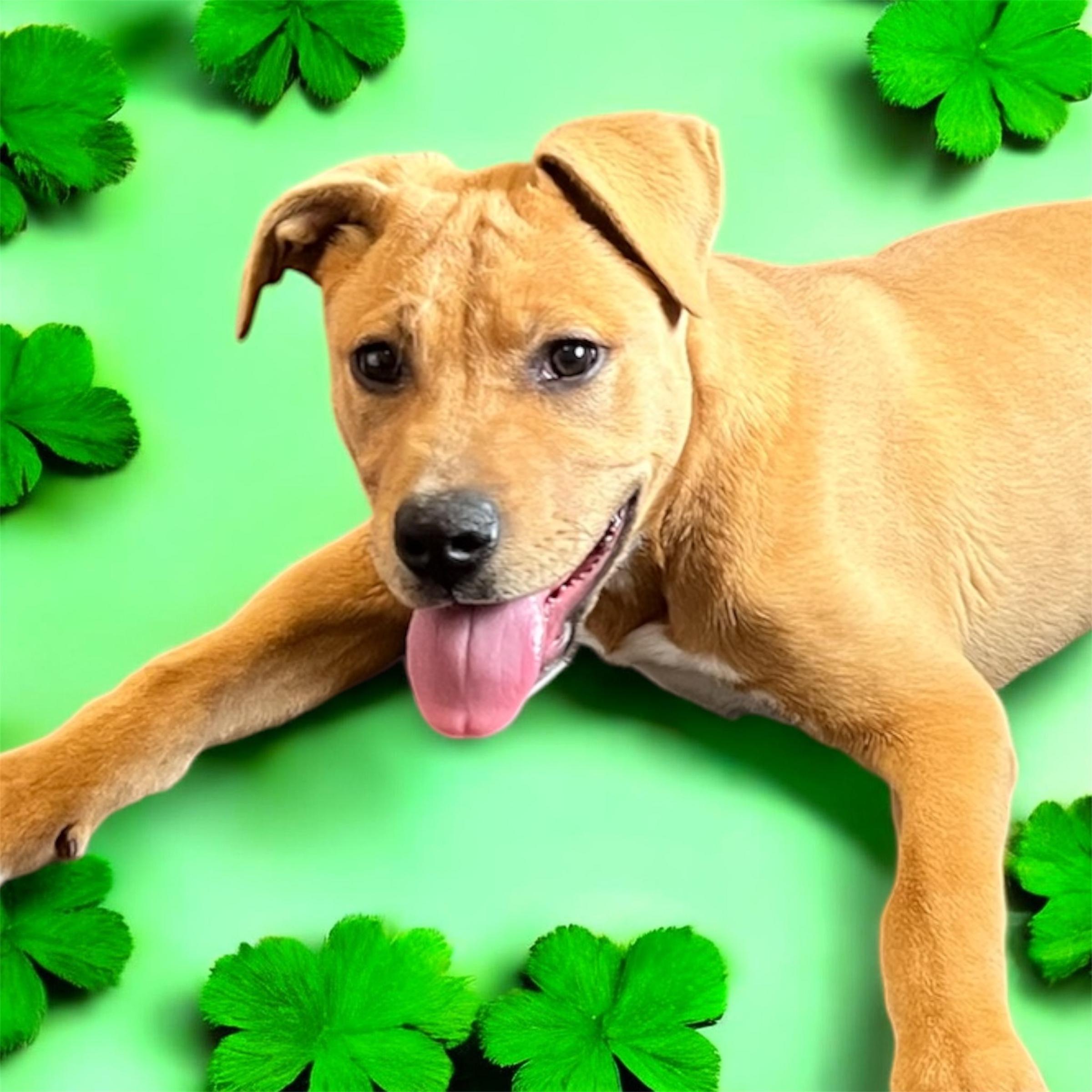 Enlarge Olga, a ADOPTABLE mixed breed in Horn Lake, MS image 1/6