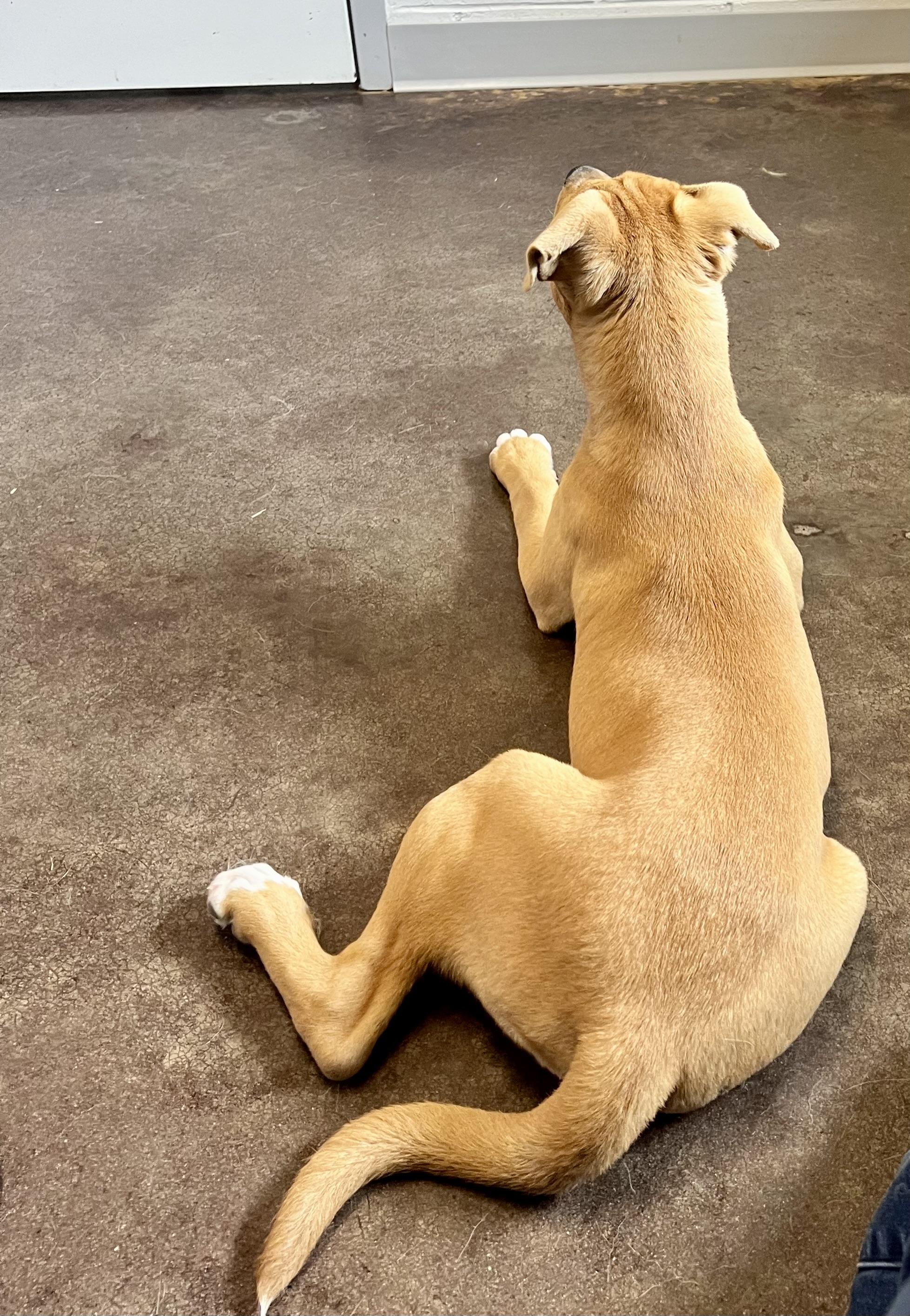 Enlarge Olga, a ADOPTABLE mixed breed in Horn Lake, MS image 2/6