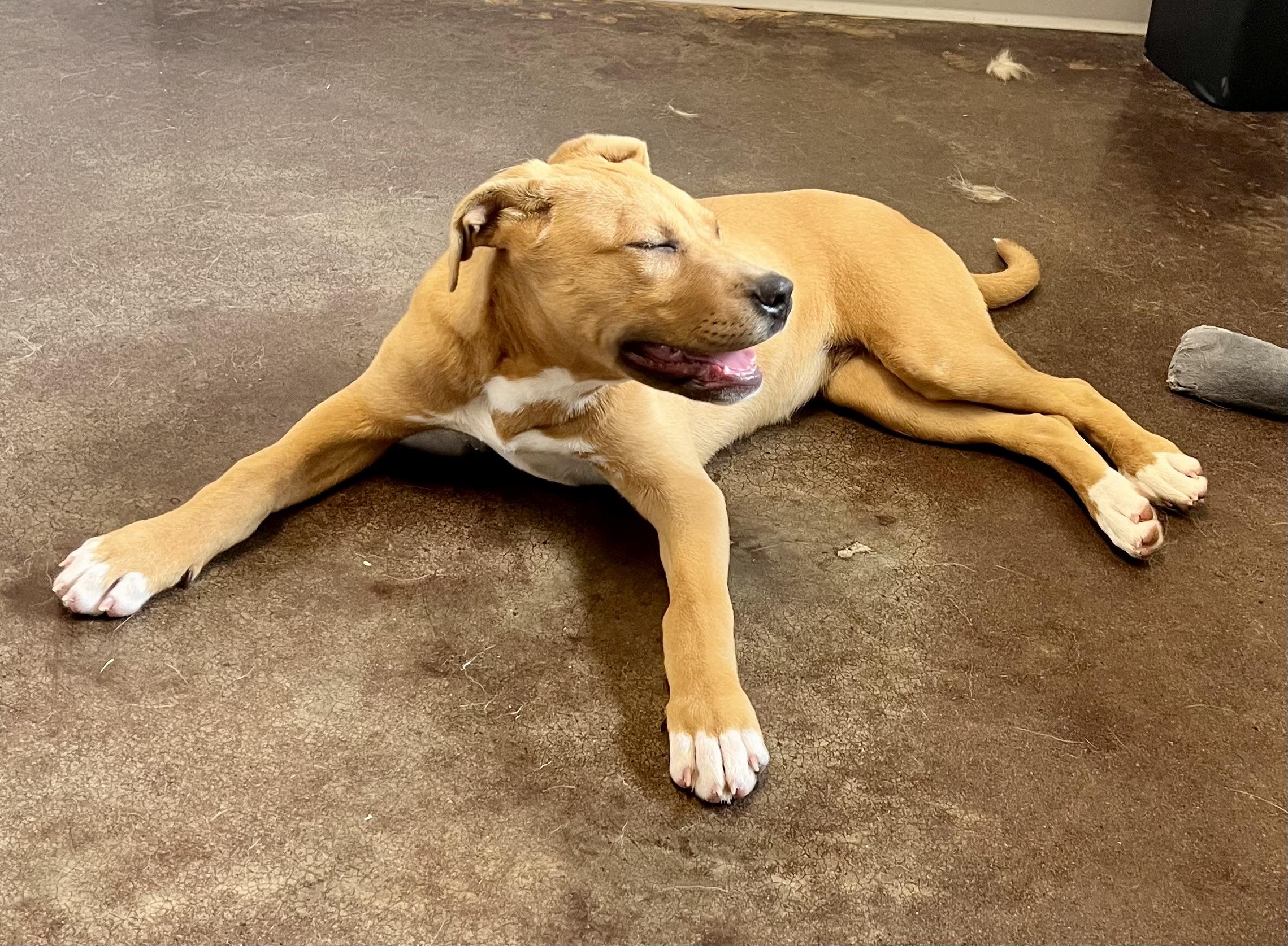 Enlarge Olga, a ADOPTABLE mixed breed in Horn Lake, MS image 4/6