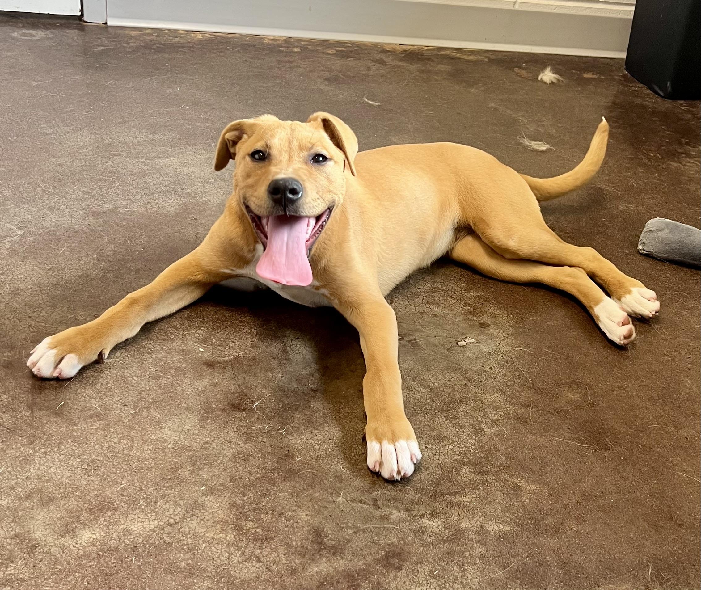 Enlarge Olga, a ADOPTABLE mixed breed in Horn Lake, MS image 5/6