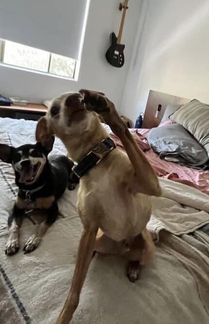 Enlarge Spanky and Pepper, a Adoptable Miniature Pinscher in Carlsbad, CA image 1/6