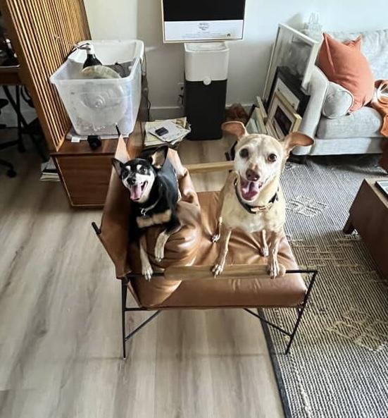 Enlarge Spanky and Pepper, a Adoptable Miniature Pinscher in Carlsbad, CA image 2/6