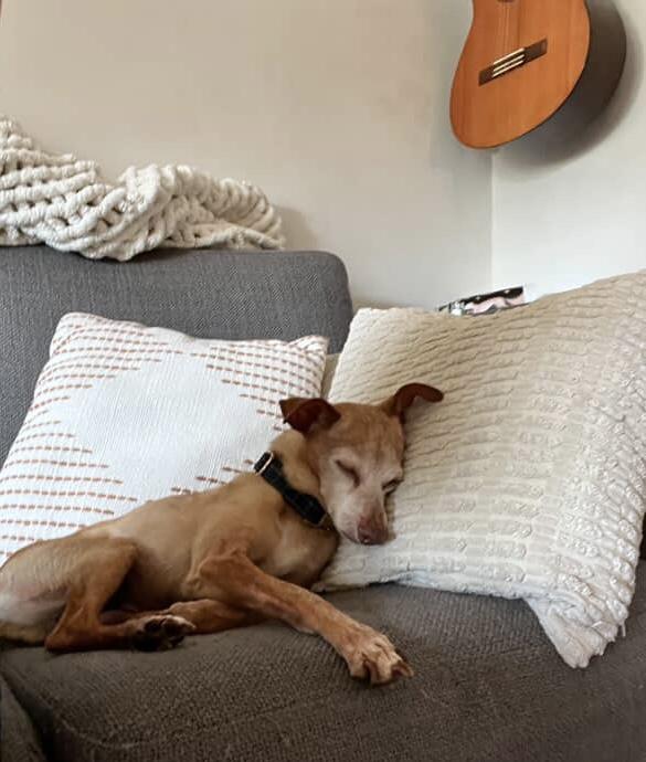 Enlarge Spanky and Pepper, a Adoptable Miniature Pinscher in Carlsbad, CA image 3/6