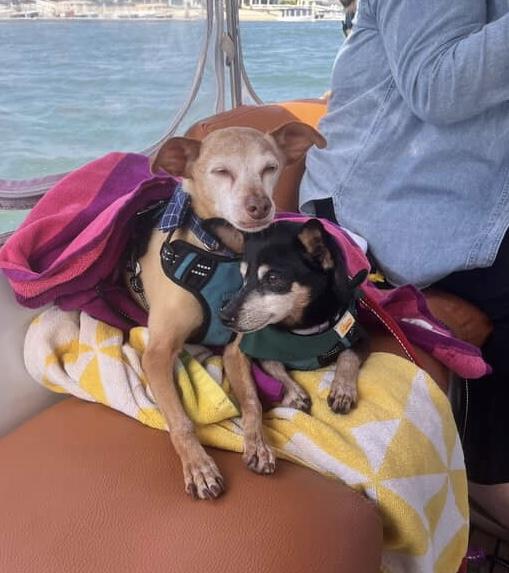 Enlarge Spanky and Pepper, a Adoptable Miniature Pinscher in Carlsbad, CA image 4/6