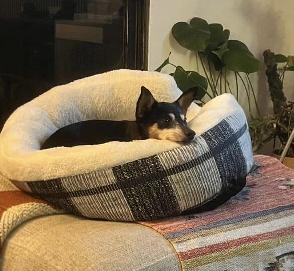 Enlarge Spanky and Pepper, a Adoptable Miniature Pinscher in Carlsbad, CA image 5/6