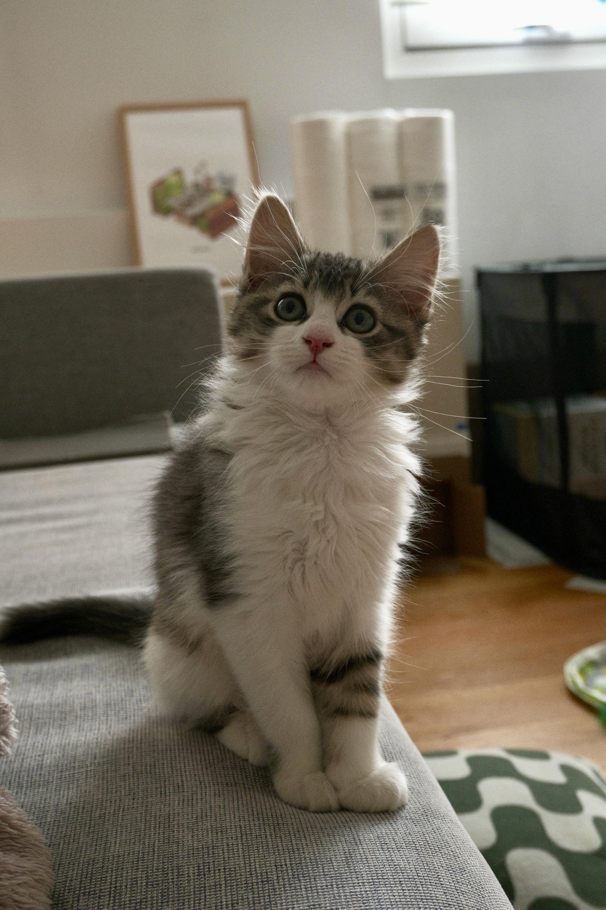 Fluffy (Bonded to Tippy), Adoptable, Kitten Female Domestic Medium Hair.