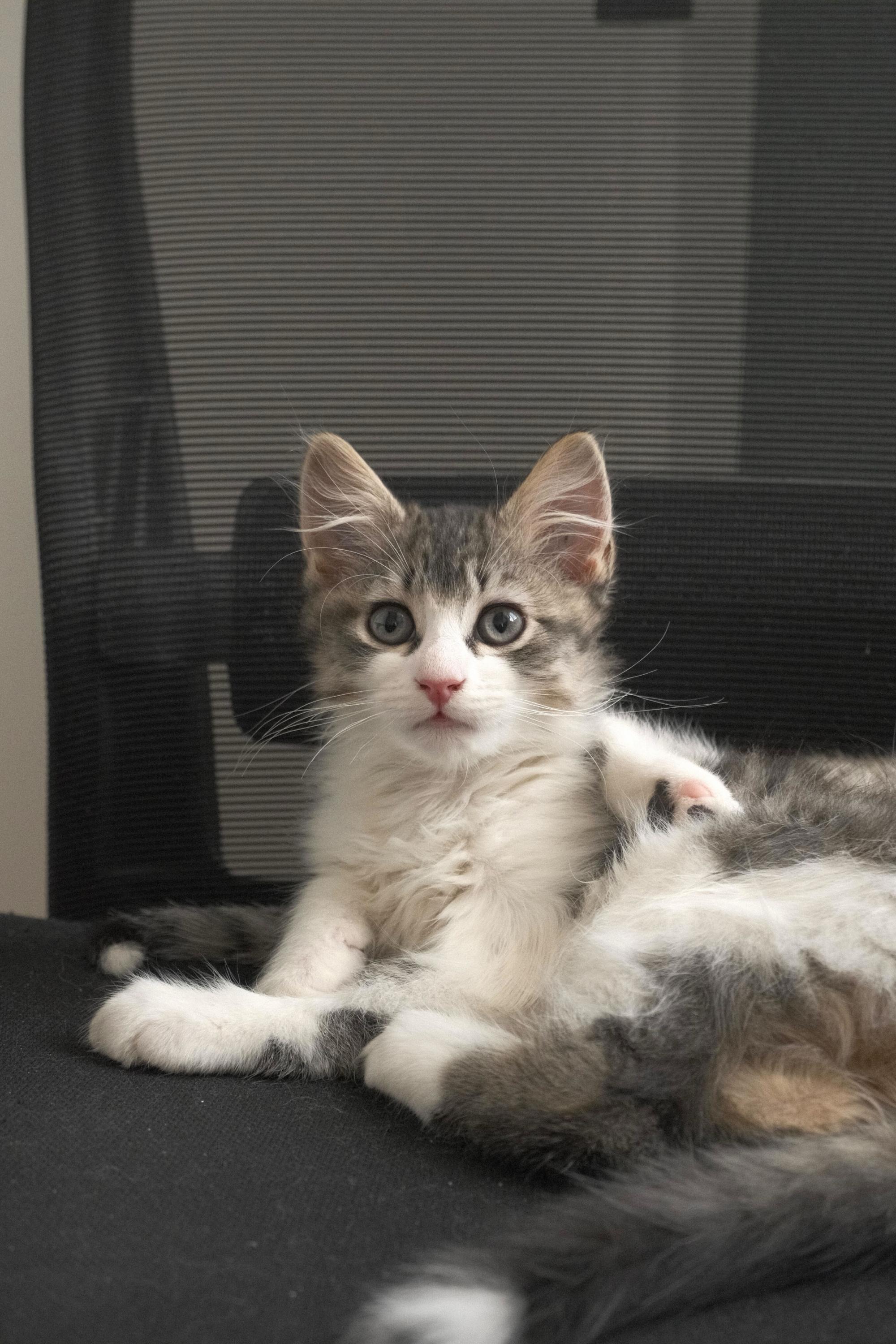 Fluffy (Bonded to Tippy), an adopted Domestic Medium Hair in Long Island City, NY image 2/6