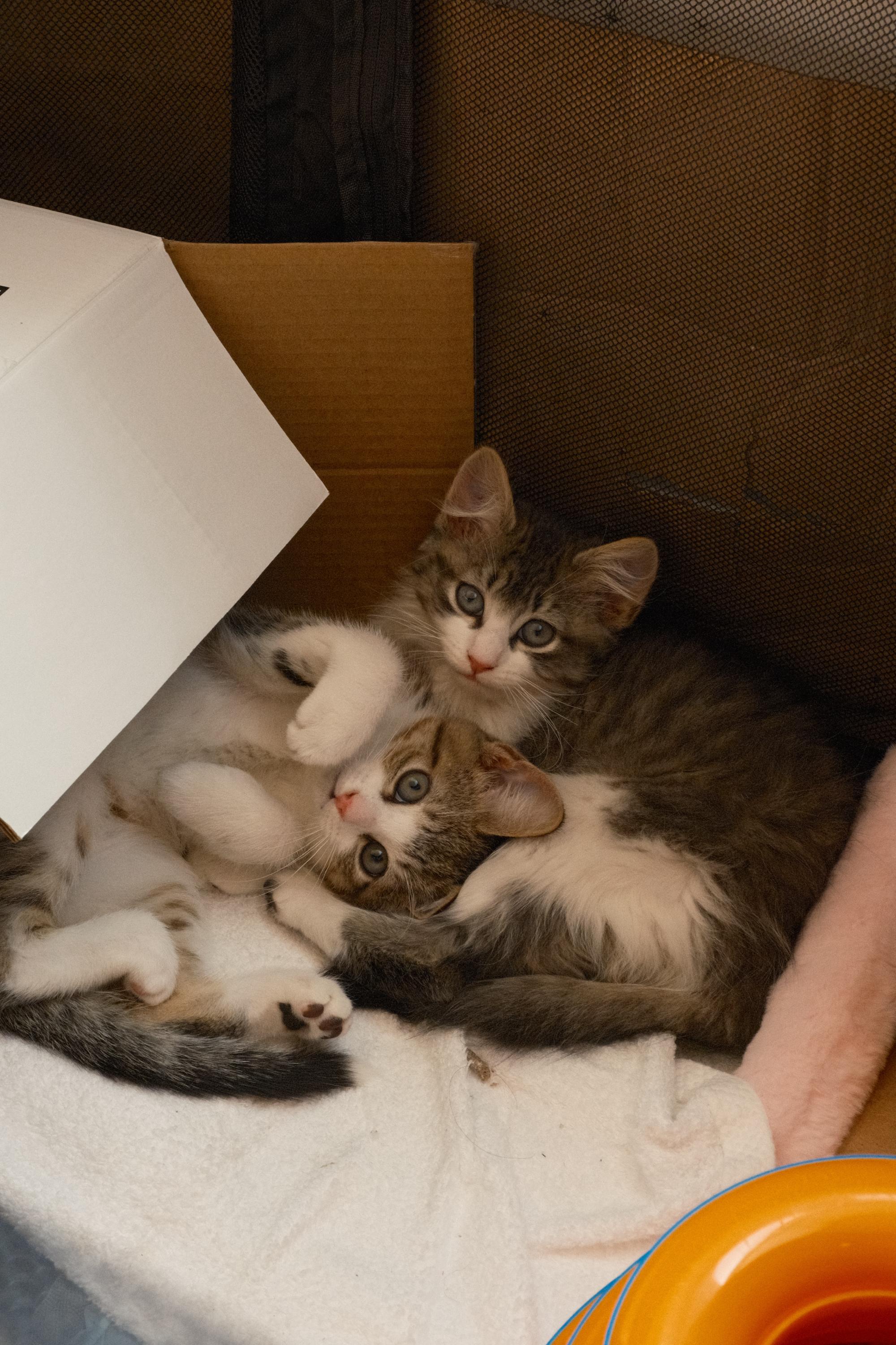 Fluffy (Bonded to Tippy), an adopted Domestic Medium Hair in Long Island City, NY image 4/6