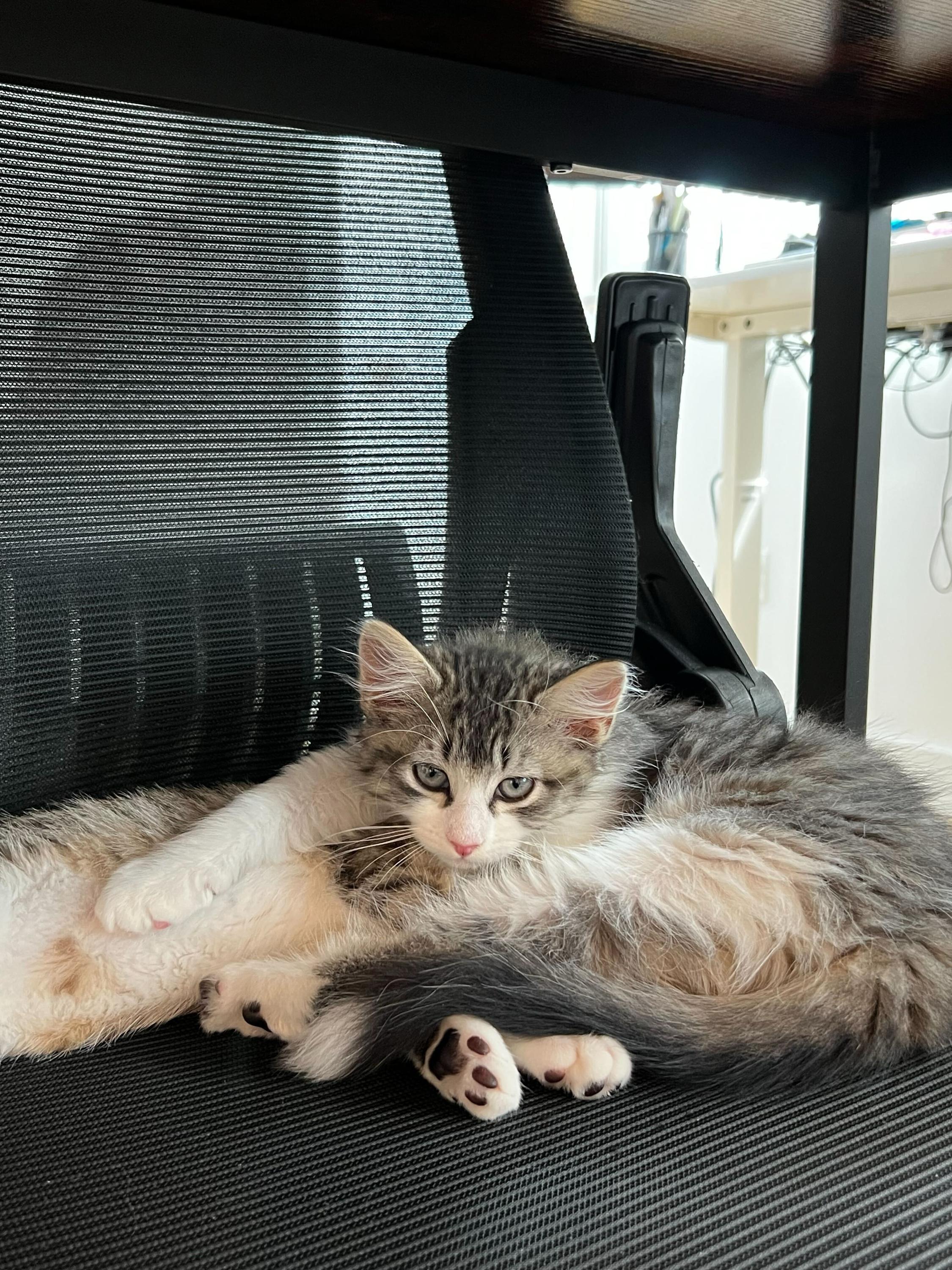 Fluffy (Bonded to Tippy), an adopted Domestic Medium Hair in Long Island City, NY image 3/6