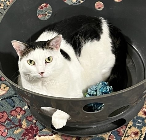 Ellie, a Adoptable Domestic Short Hair in Mobile, AL image 1/7