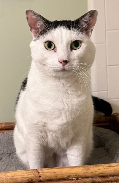 Ellie, a Adoptable Domestic Short Hair in Mobile, AL image 2/7