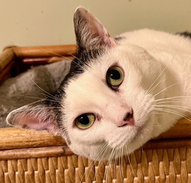 Ellie, a Adoptable Domestic Short Hair in Mobile, AL image 3/7