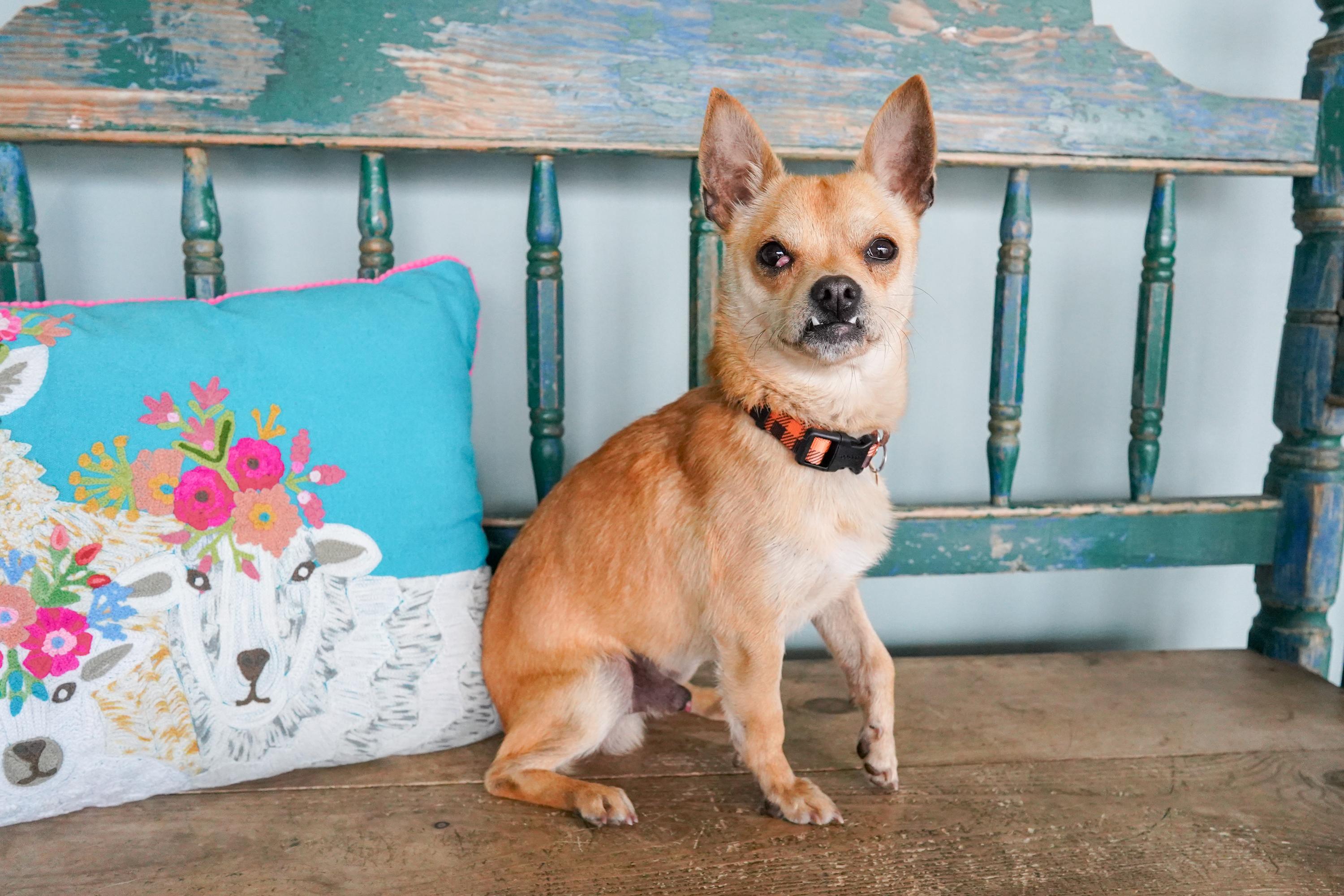 Mr. Jay, ADOPTABLE, Young Male Chihuahua.