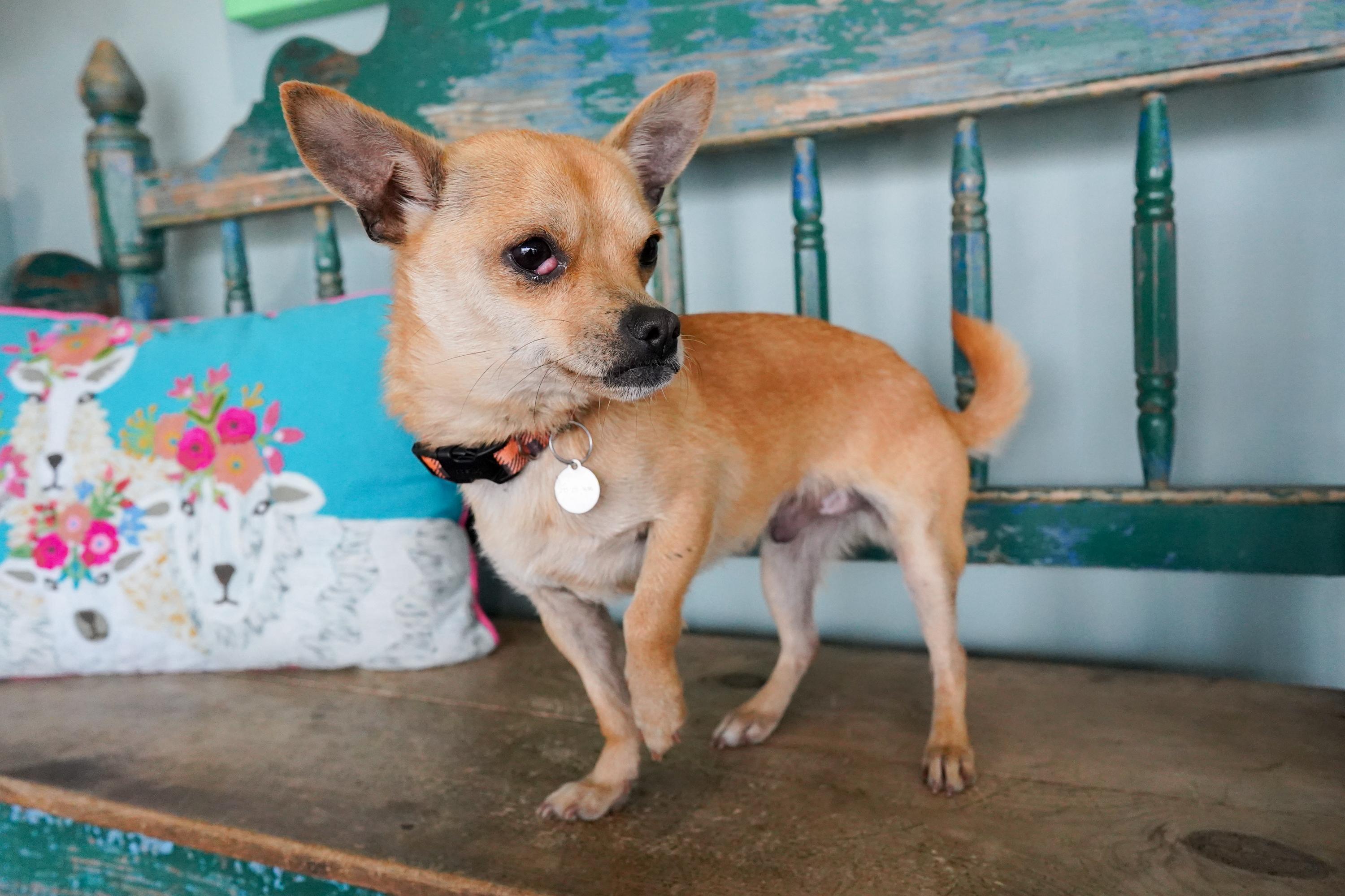 Mr. Jay, a ADOPTABLE Chihuahua in San Antonio, TX image 2/3