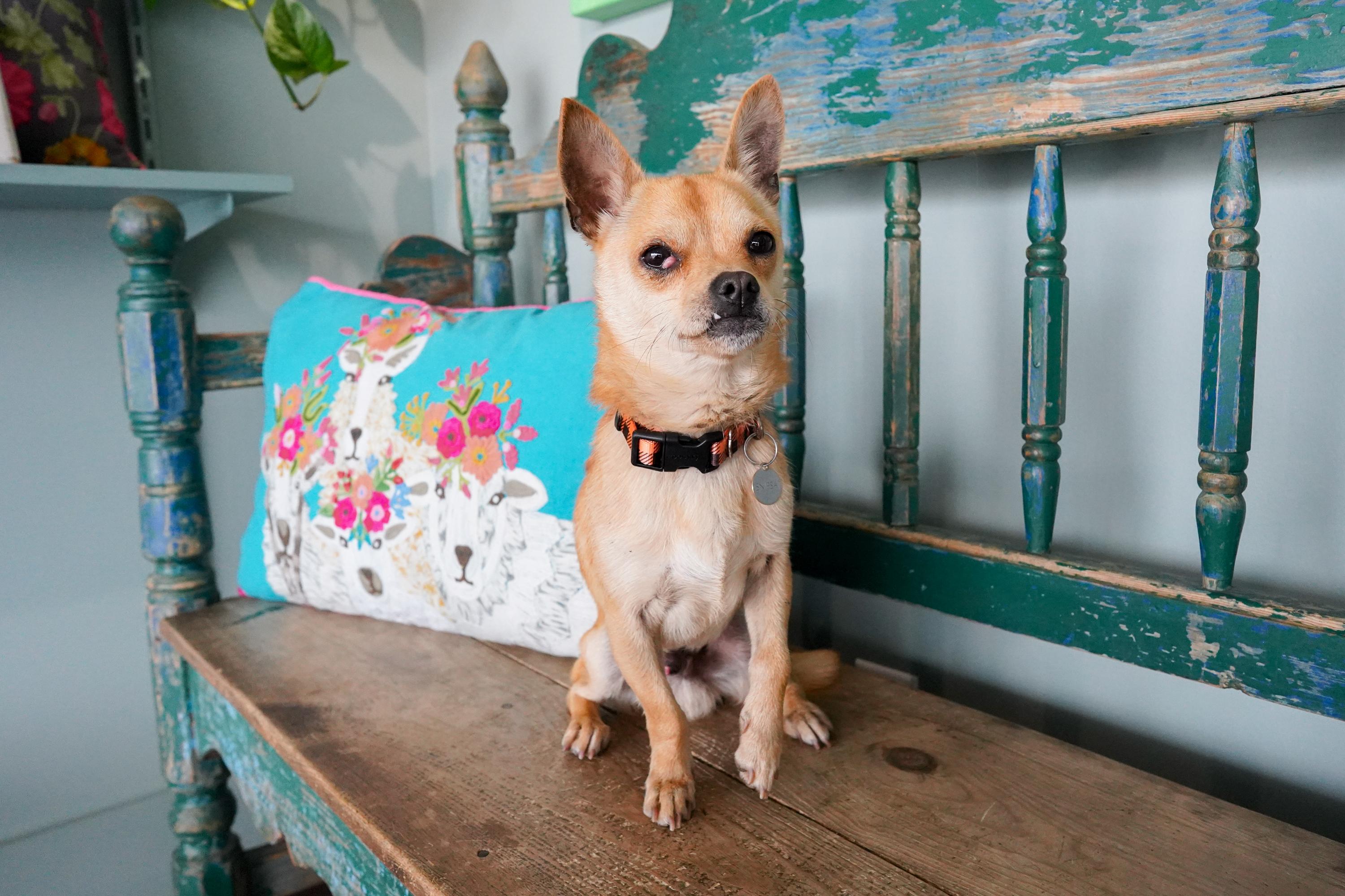 Mr. Jay, a ADOPTABLE Chihuahua in San Antonio, TX image 3/3